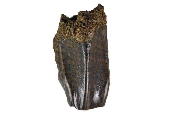 Fossil Hadrosaur (Edmontosaurus) Shed Tooth- Montana #135416